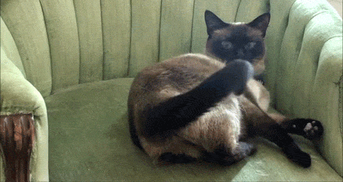 -кот-вредитель-песочница-363698