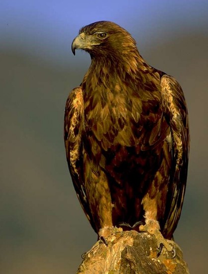 golden-eagle