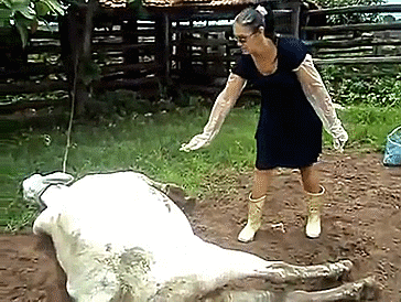 43406395038732_cowkickfacev3uhf