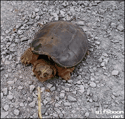 448_5638822ec30c7_yapfiles.ru