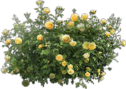 HO_RomanyCamp_Rose_Bush-icon-min