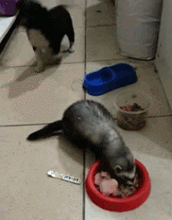 vk_com_animal_gif_0894