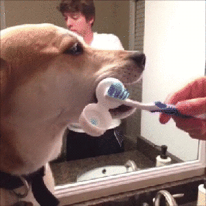 gifbestdog_yapfiles.ru