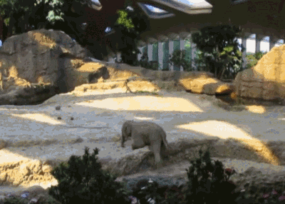 -Слоненок-неудача-помощь-3225417