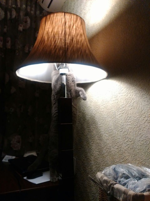 WhatsApp-Image-20160710