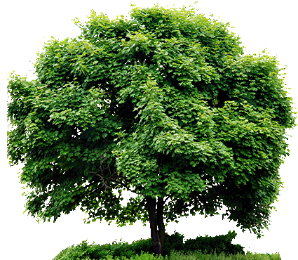 tree-png-image-stock-without-background-27