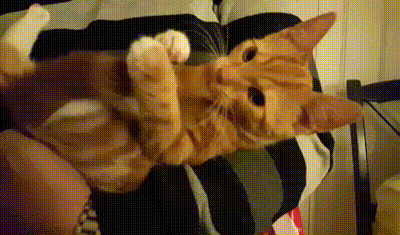 https__vk_com_vinevinevine