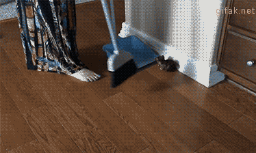 -котэ-уборка-3236976