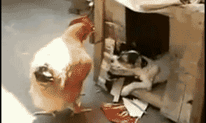 -петух-тактическое-отступление-gif-2279618