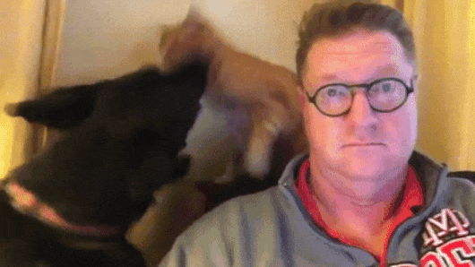 -живность-котэ-собакен-3249750