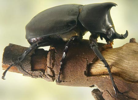 rhinocerosBeetle[2]