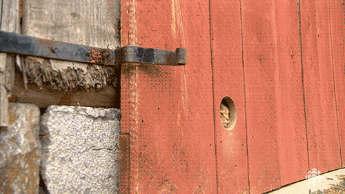 -коты-дверь-залипалово-3251938