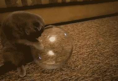 коты жидкость