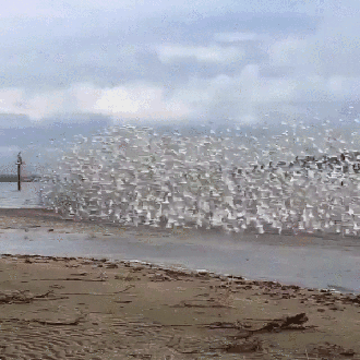 птицы как ветер