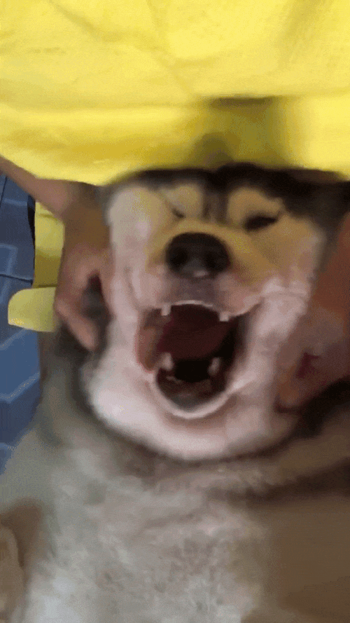 -собакен-язык-Вкусняшка-3201309