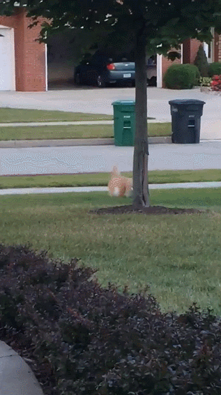 daily_gifdump_1123_13