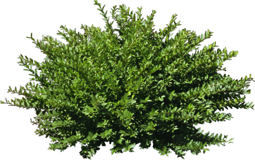 1440162418_trees-bushes-13