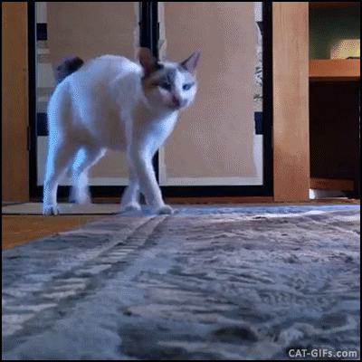 1471326690_gifs_17