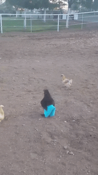 петух