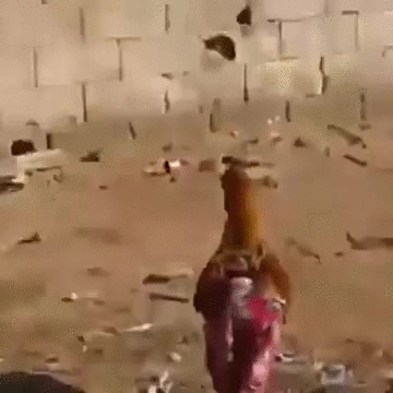 nichego-neobychnogo-petukh-v-shtanakh-gif-teper-ty-videl-vse-2817271