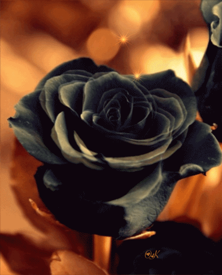 chernaya_rosa450x559OK