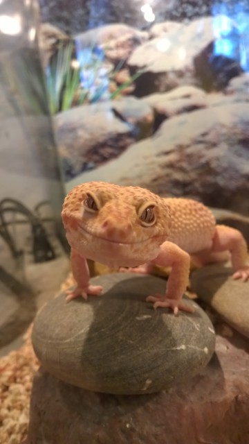 WP_20160514_18_29_15_Pro