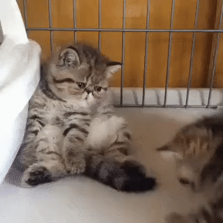 ezgif.com-video-to-gif