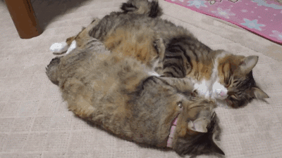 funny-gif-cats-wake-up-routines-same