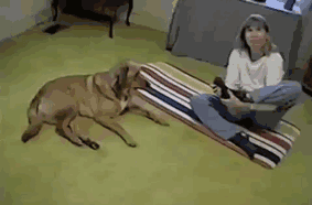 animals-yoga-poses-84-57bd603f29bd1__605