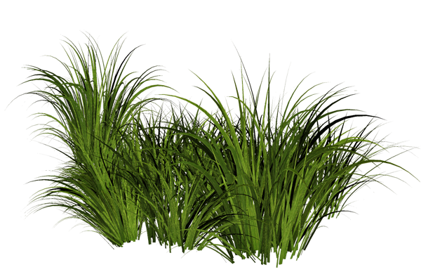 grass_PNG4921