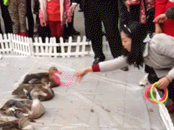 daily_gifdump_1136_21