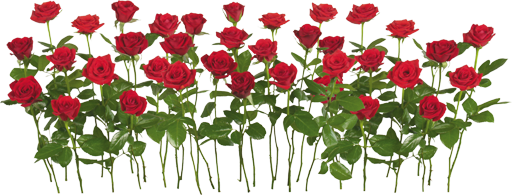 rose_PNG645