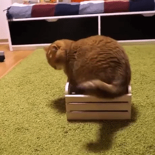 кот с коробкой