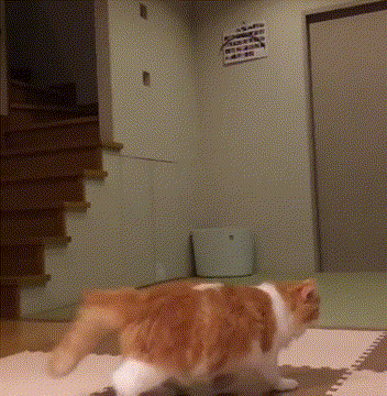 -котейка-ниндзя-3347741(1)