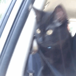 -гифки-животные-3350401