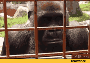 Место обезяьны в клетке.