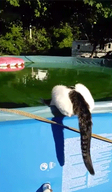 https__vk_com_gif_fa
