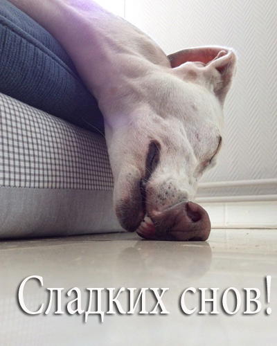 201609180002-kartinki-prikoly-pesiki-mne-tak-udobno-son-kashamalasha-com