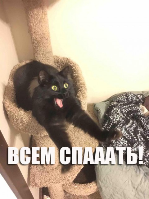 201609200008-kartinki-prikoly-kote-zevota-kashamalasha-com