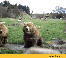 -шлюха-медведь-привет-604439