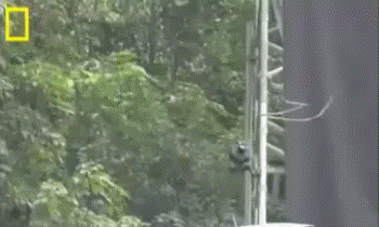 Летающие змеи существуют!
