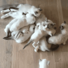 Котэ