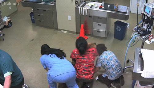 вИЗИТ К ВЕТЕРИНАРУ