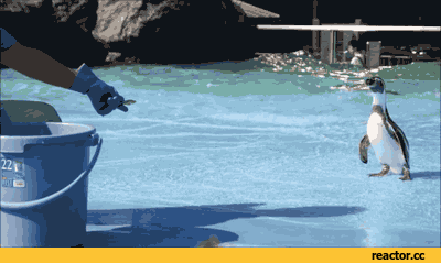 -пингвин-гифки-300614