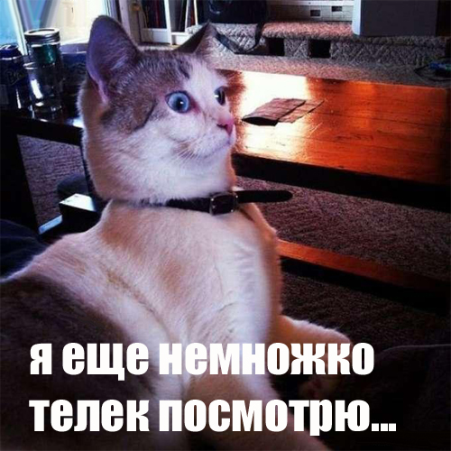 1374585274_smeshnye-zhivotnye-23