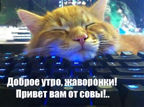 1373834878_smeshnye-zhivotnye-foto-1