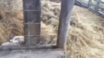 Доброе утро поросята!