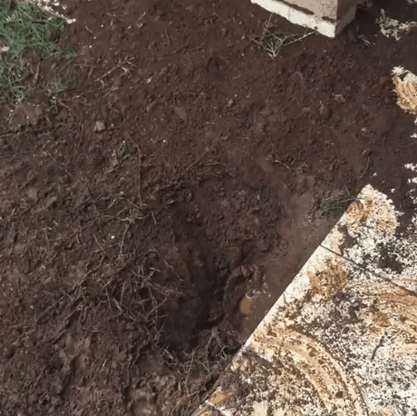 собака-замарака