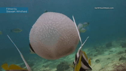 _gif