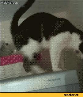 -котэ-песочница-удалённое-185486